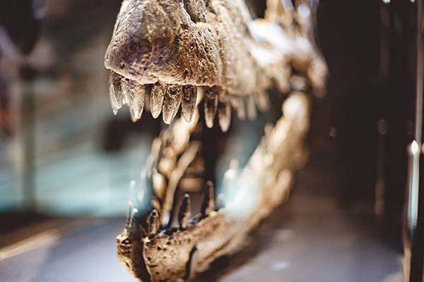 closeup photo of dinosaur