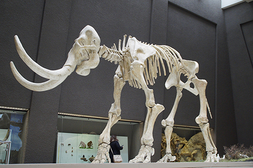 mammoth in a museum