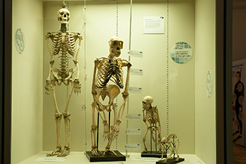 four skeletons of evolution standing in a line